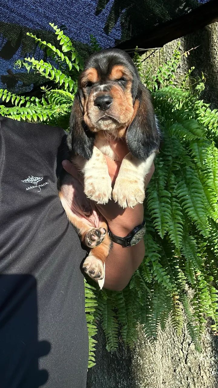 Basset hound  - Foto 2