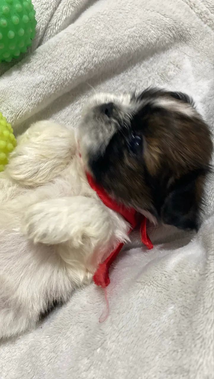 Fêmea shihtzu  - Foto 5