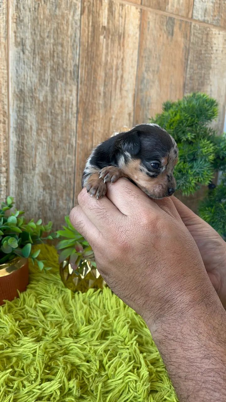Pinscher merle - Foto 3