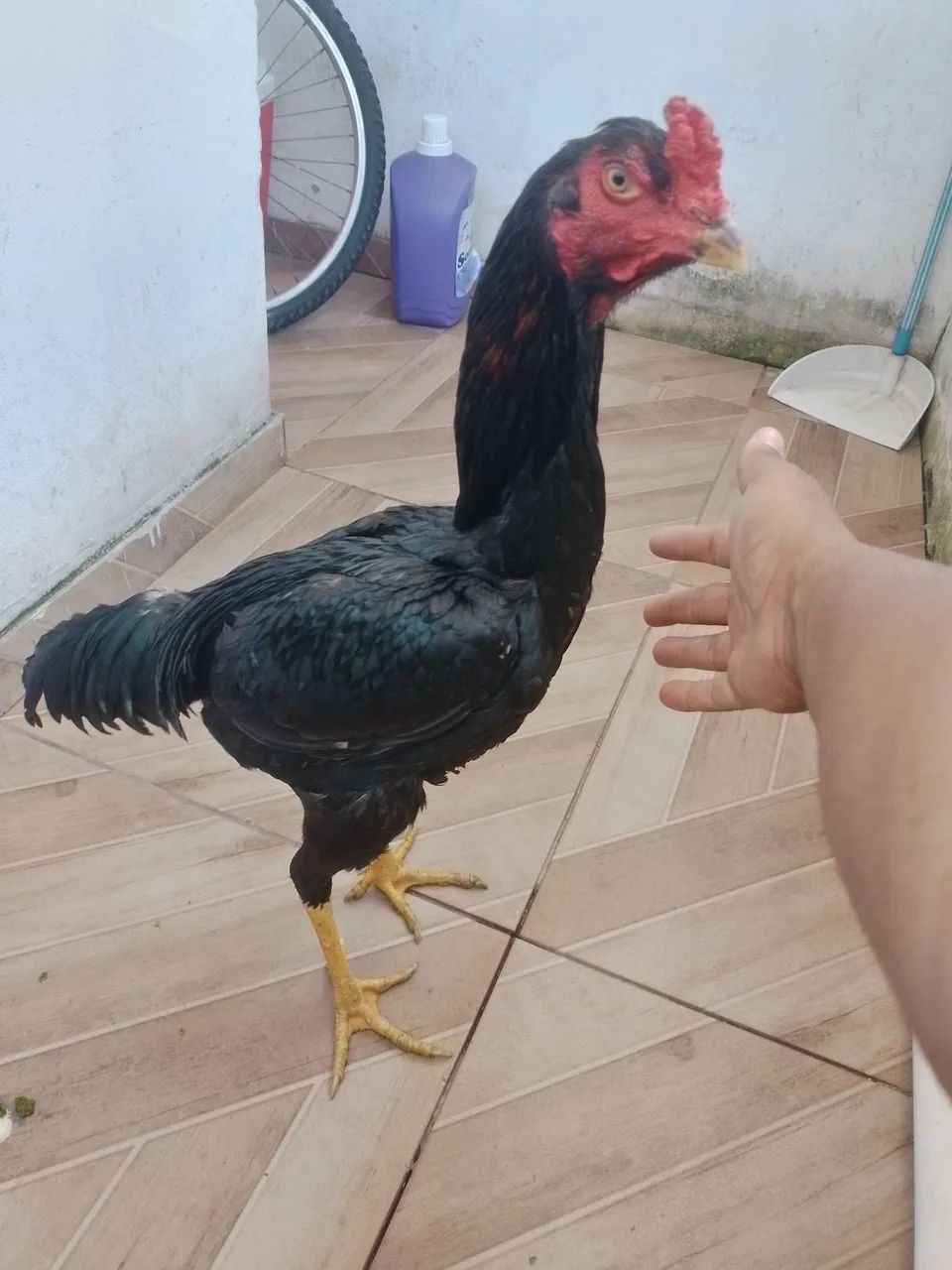 Galos e frango - Foto 4