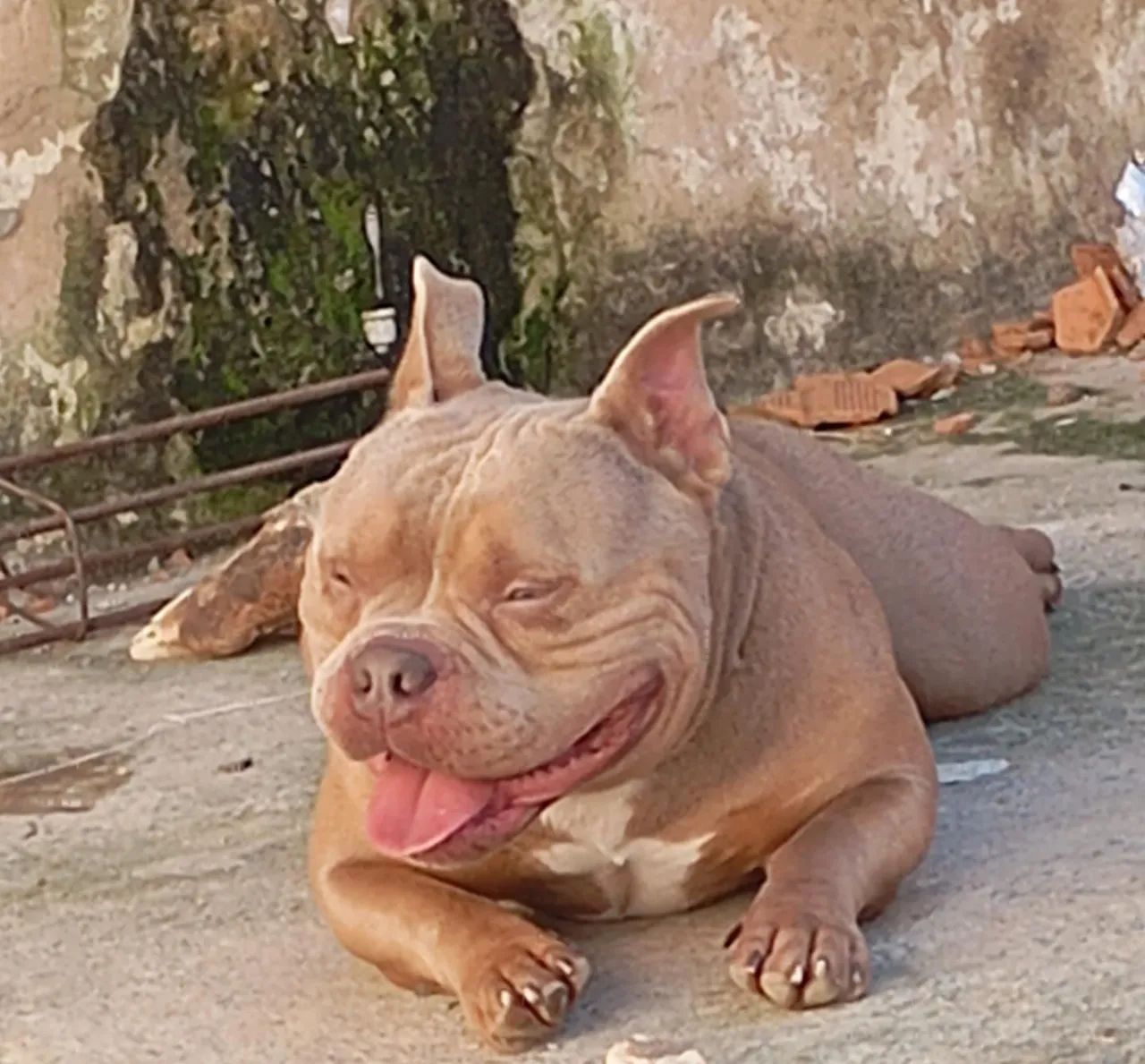 American bully micro 