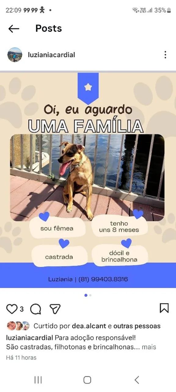 Para adoção responsável  - Foto 2