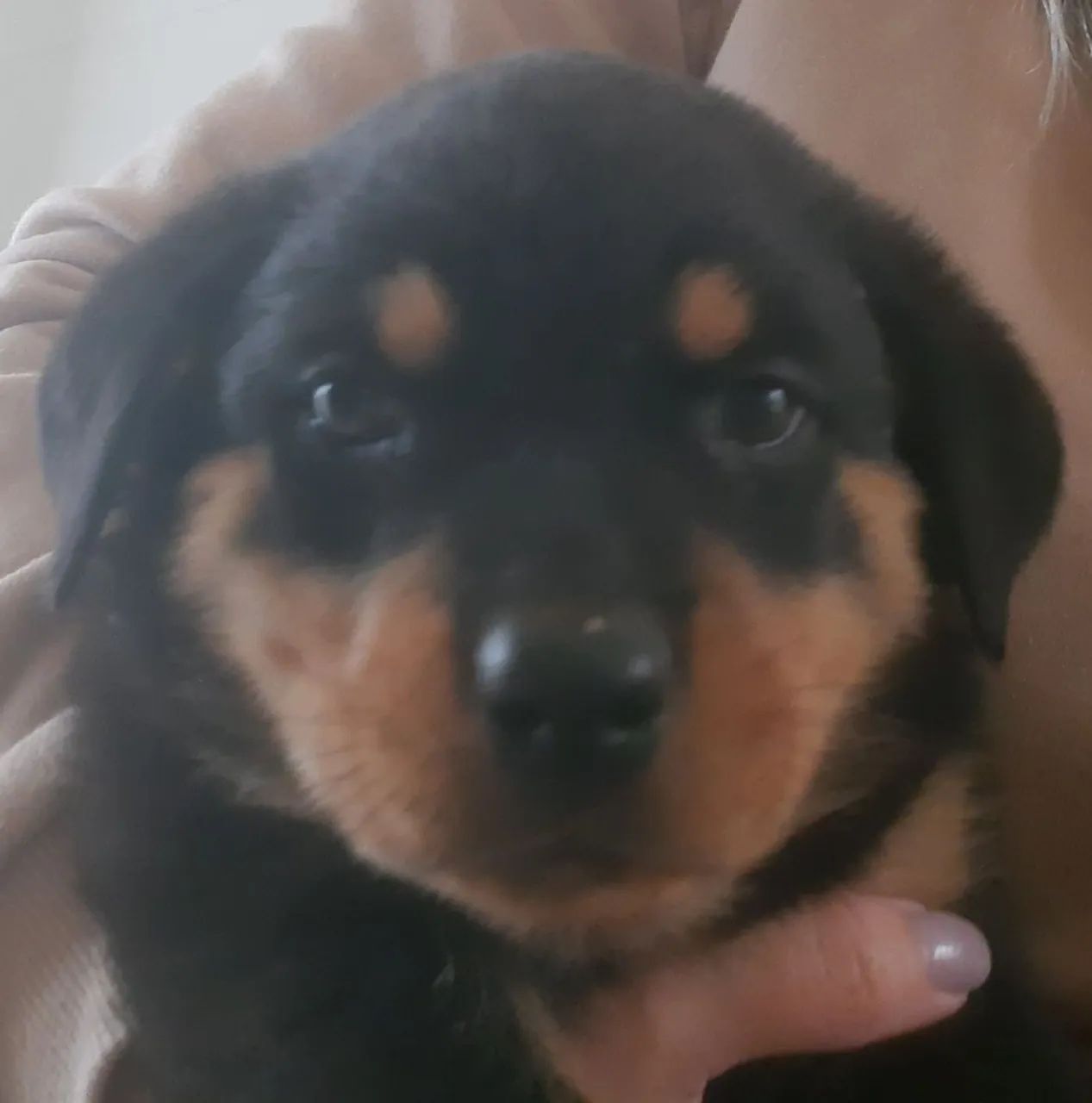 Rottweiller  - Foto 3
