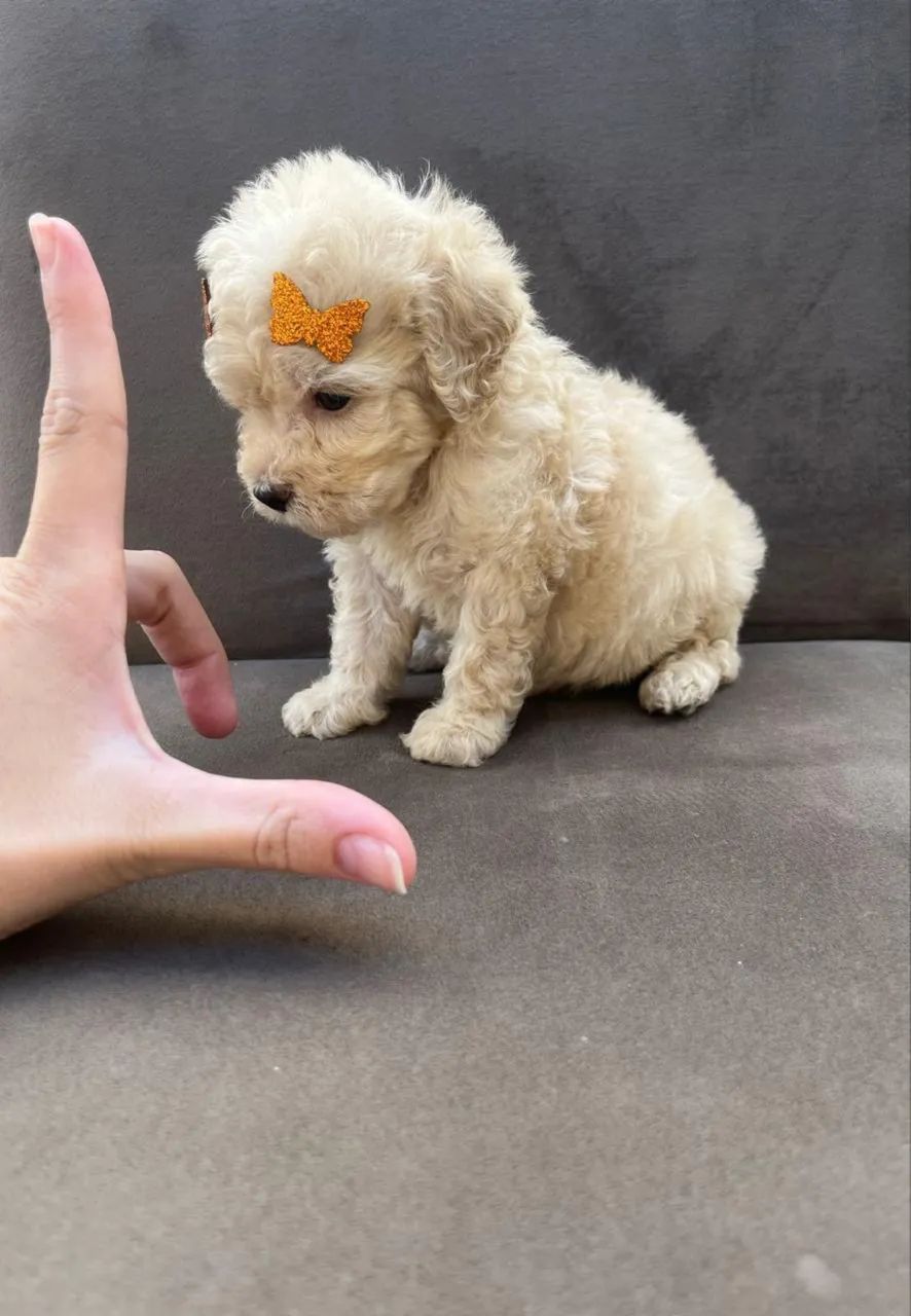 Poodle toy 