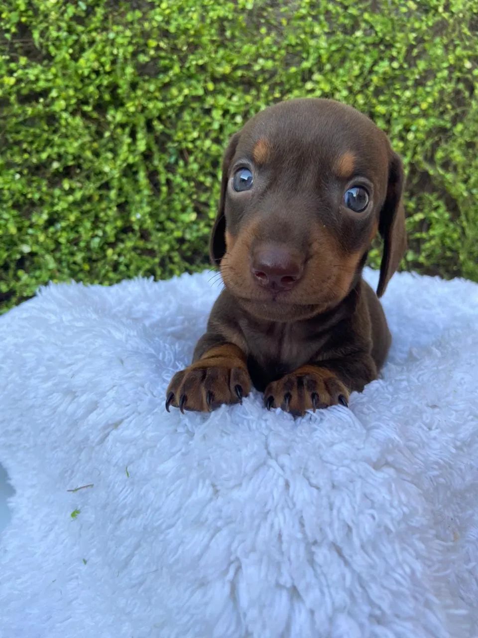 Dachshund chocolate 