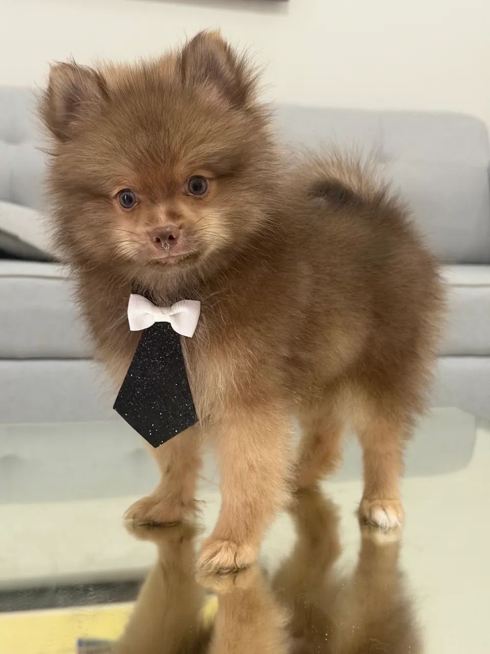 Spitz alemão macho  - Foto 5