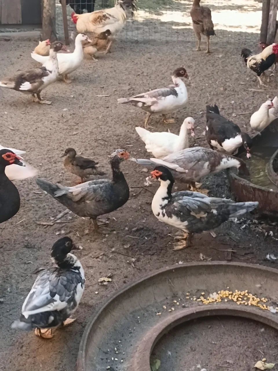 Patos