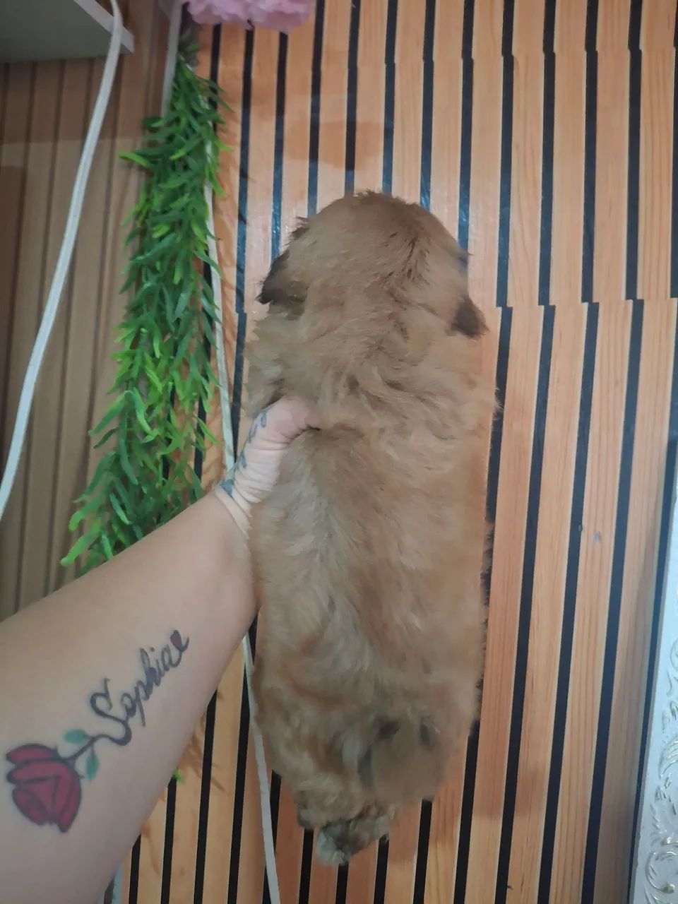 Cachorro  - Foto 3