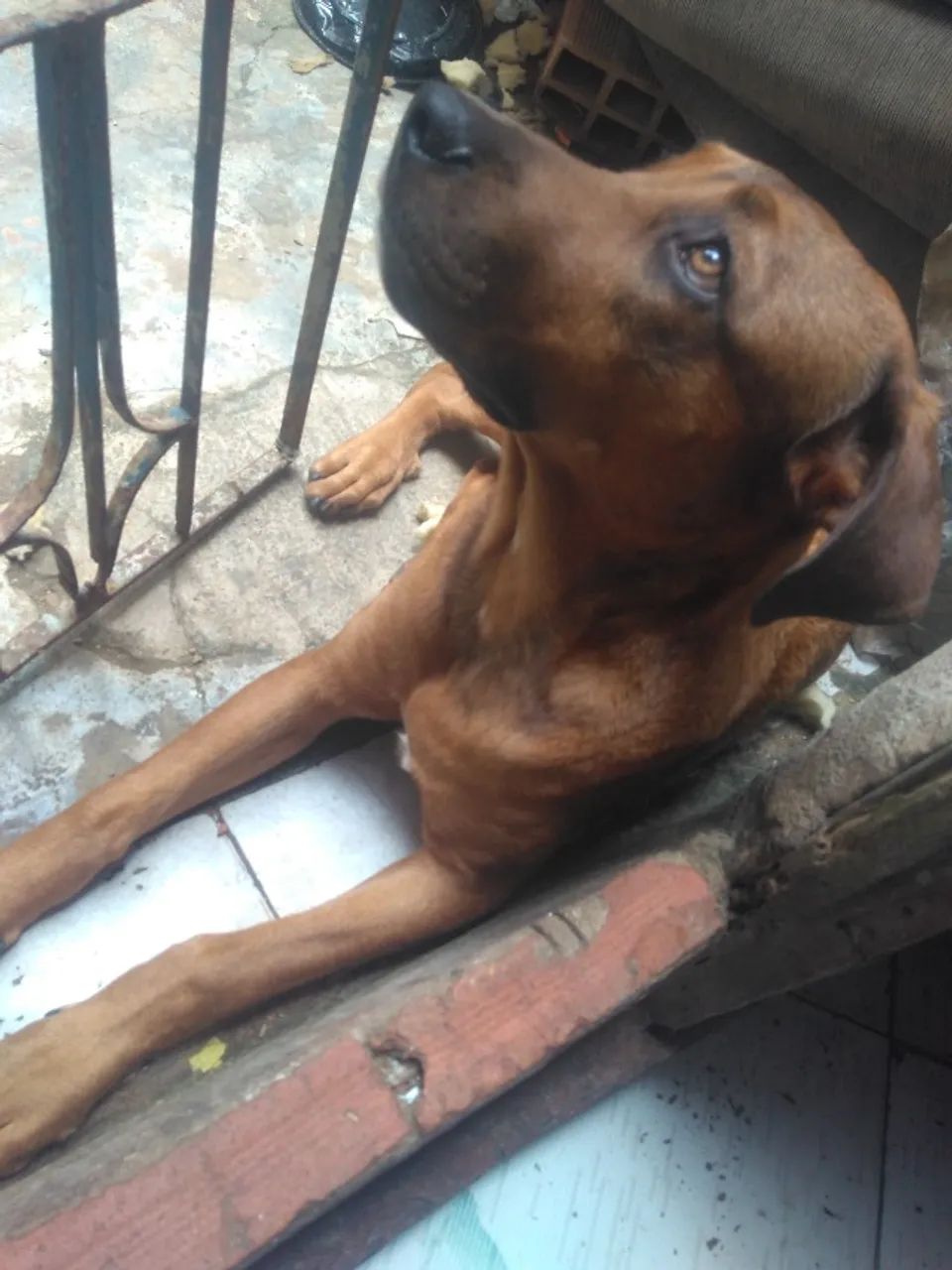 Cachorro  - Foto 2