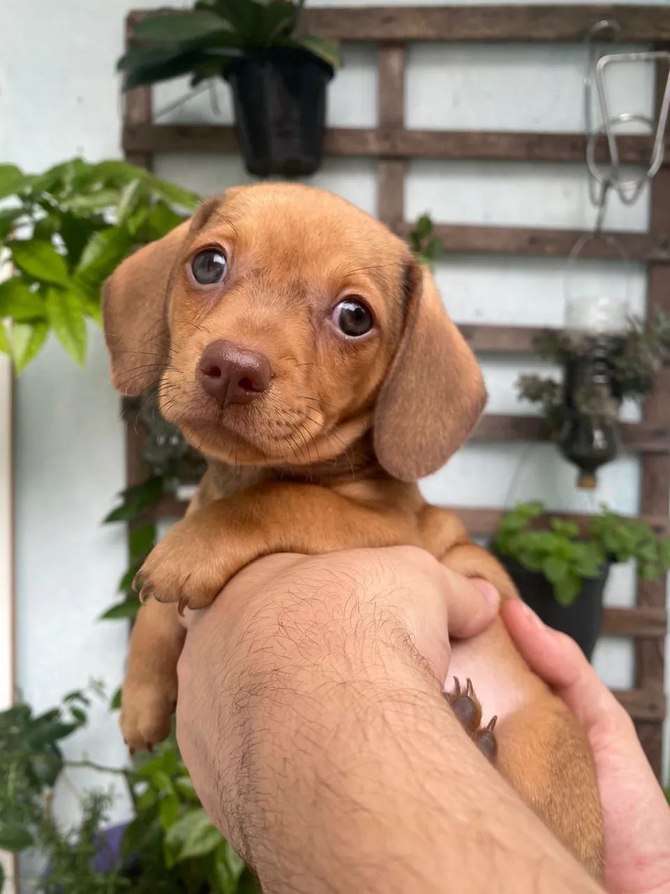 filhotes de dachshund basset - Foto 3
