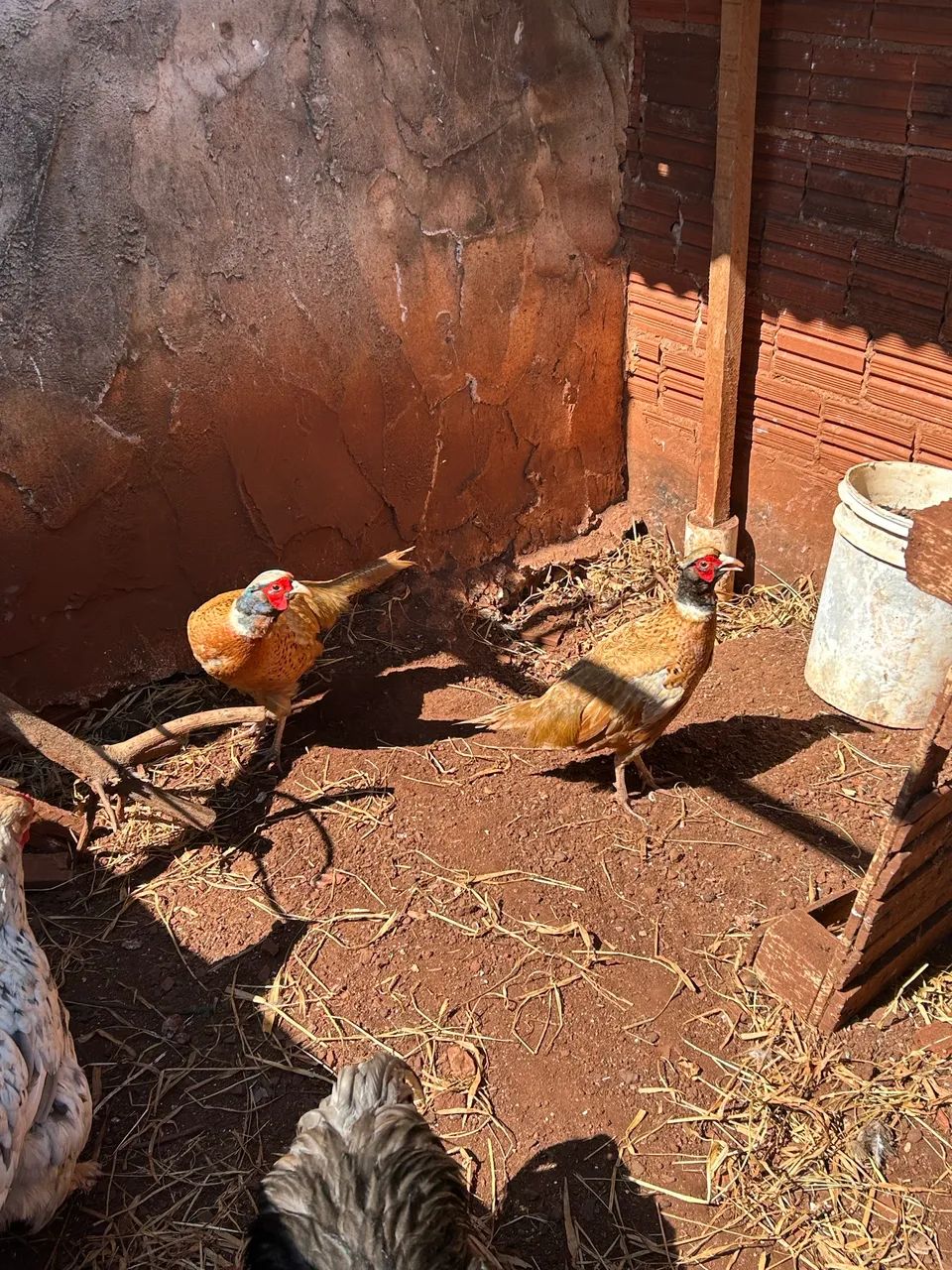 Galinhas 