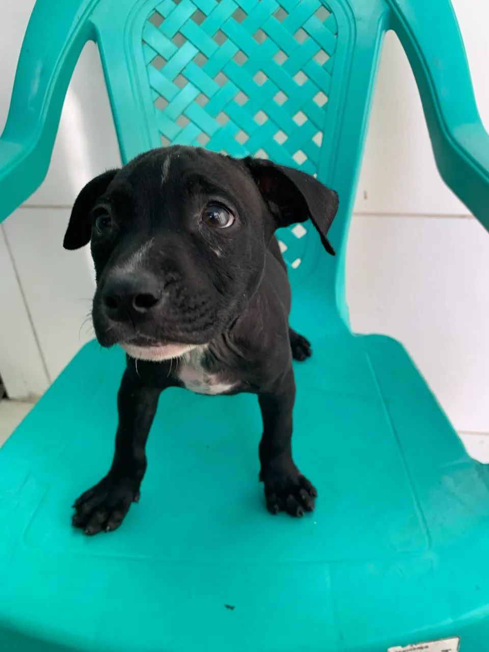 FILHOTE DE AMERICAN PIT BUL TERRIER  - Foto 2