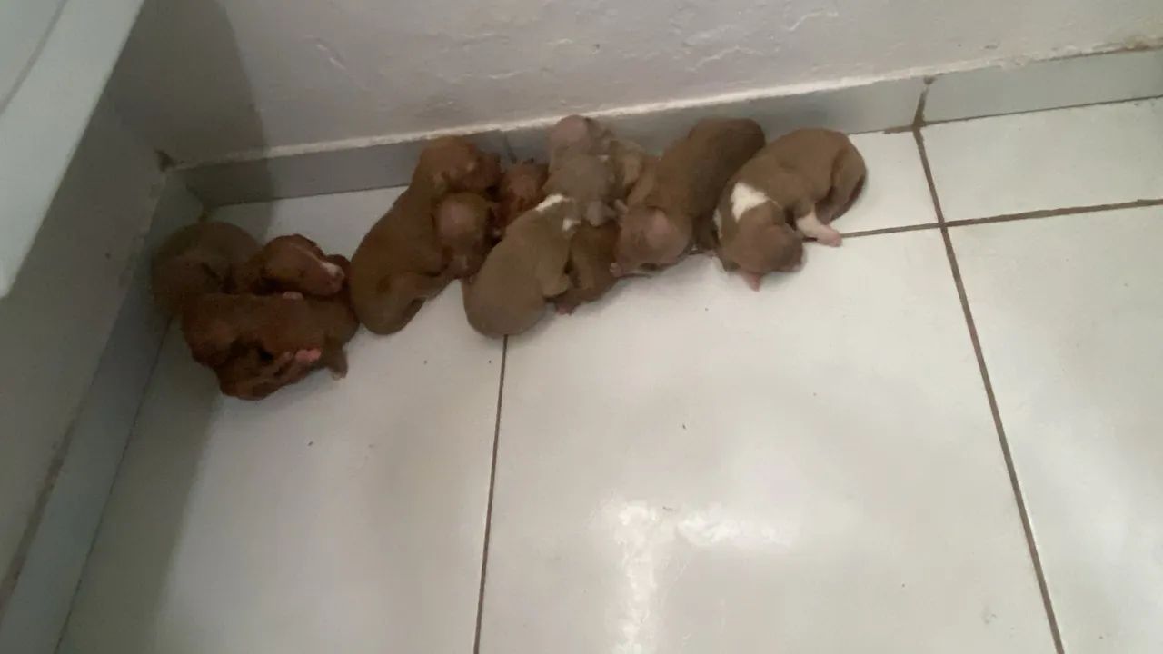 Vendo Pitbull - Foto 4