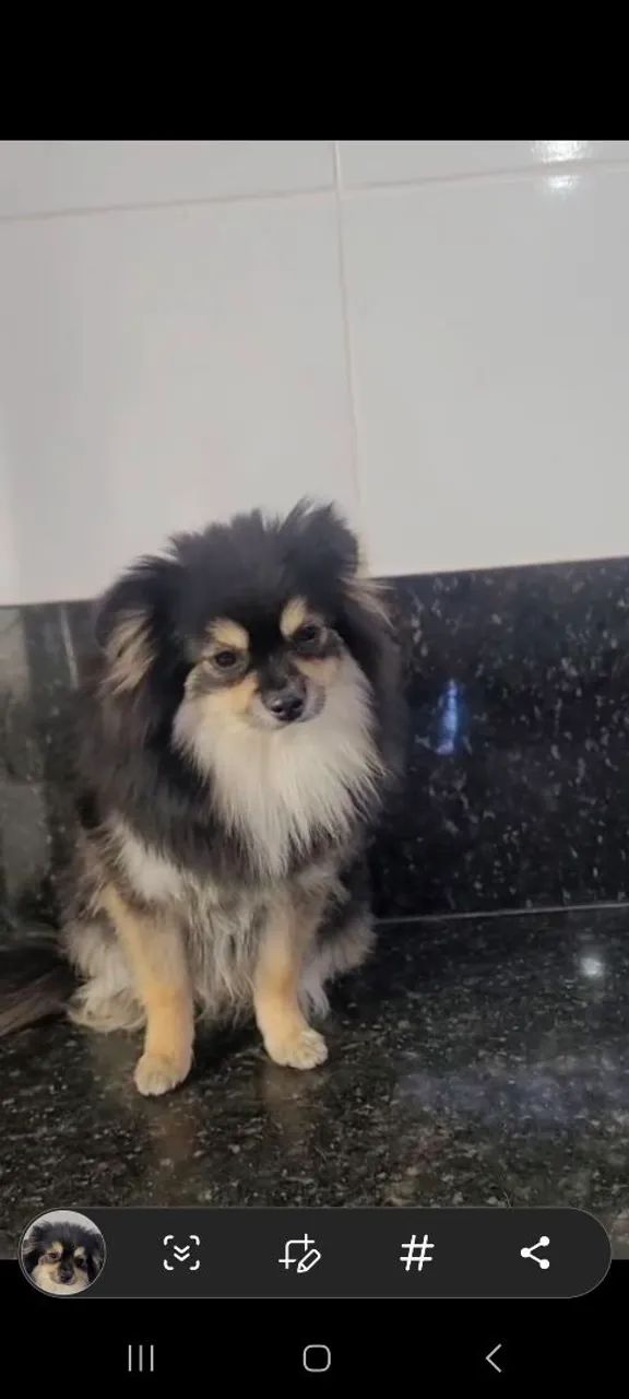 Spitz alemão Anão  - Foto 4