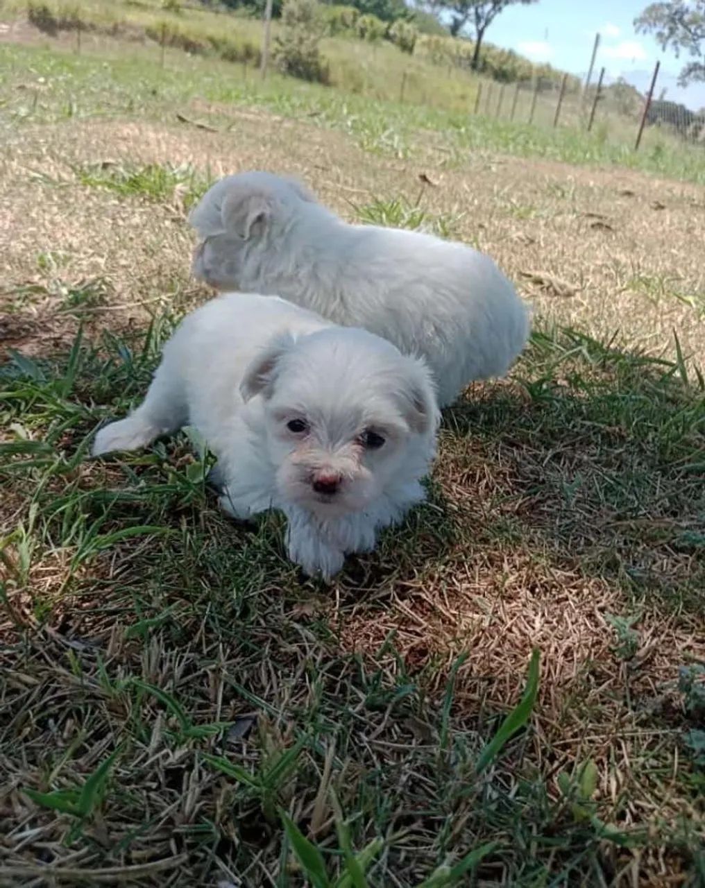 Maltês micro vendas  - Foto 3