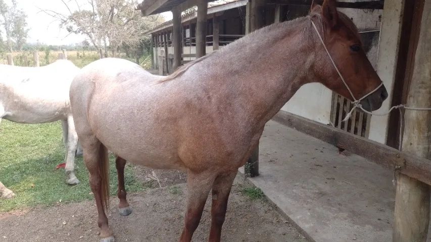 Egua Rosilhia marchadora