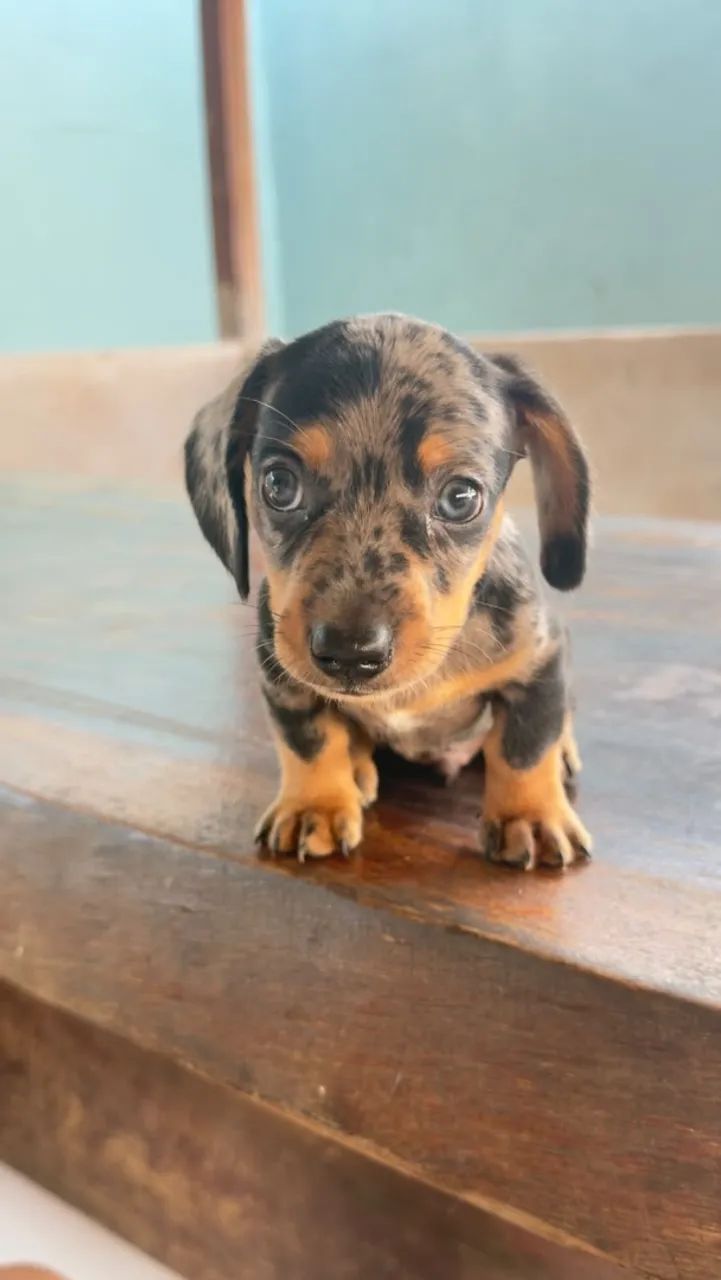 Dachshund macho  - Foto 2