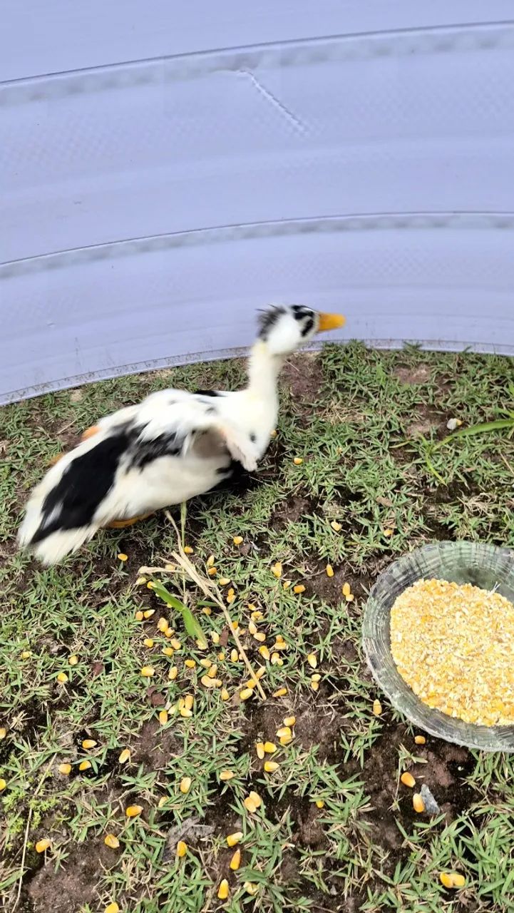 Marreco pompom jovem - Foto 3