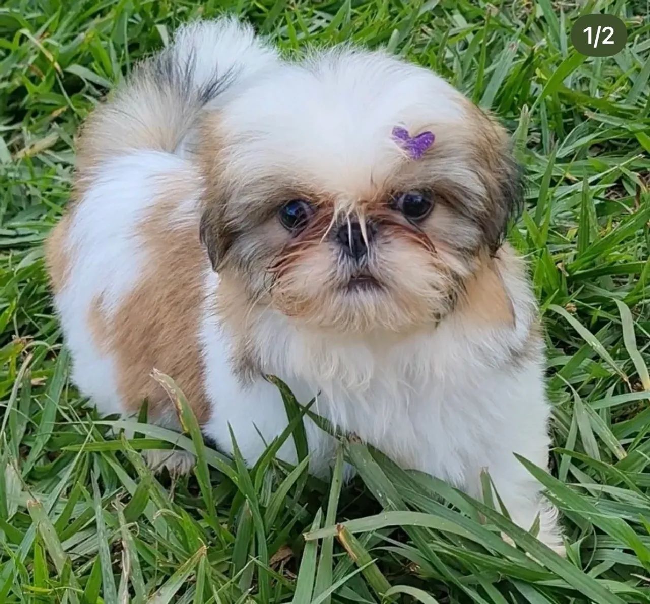 Shih tzu macho e fêmea - Foto 2