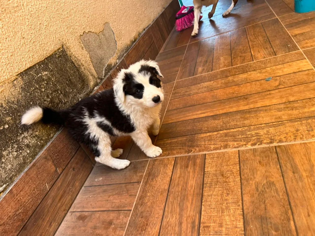 Border Collie  - Foto 2