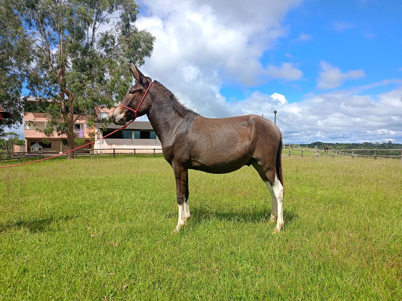 Mula e Burro Marcha Picada