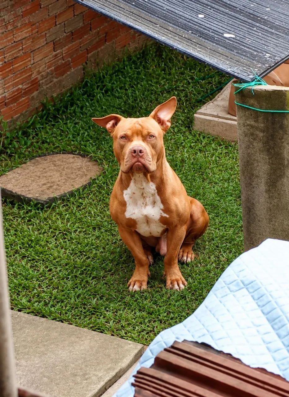Pitbull filhotes  - Foto 5