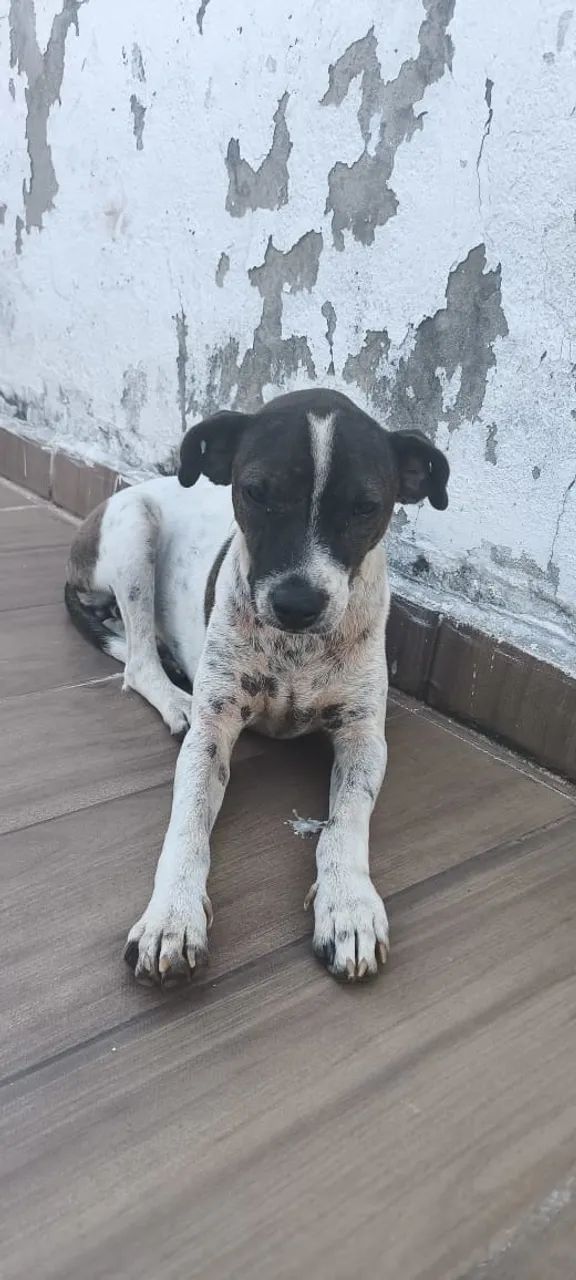 cadela - Foto 2