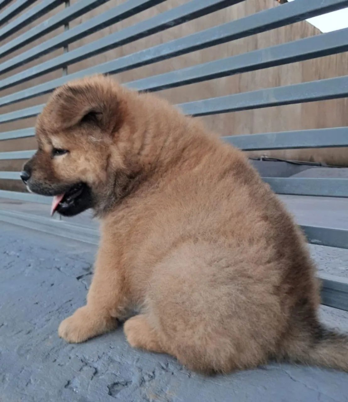 Filhotes de Chow Chow - Foto 4