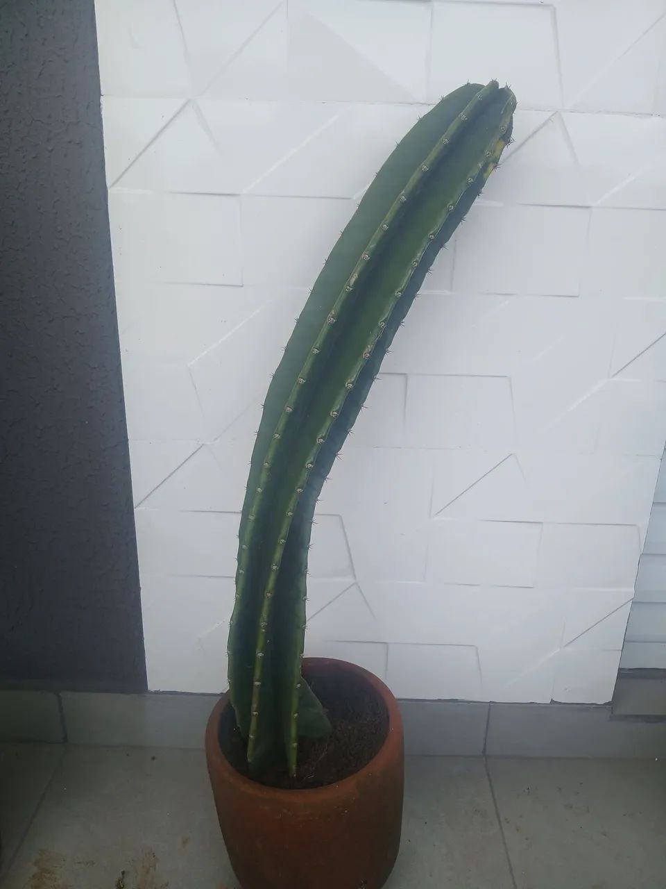 Cacto - Foto 2