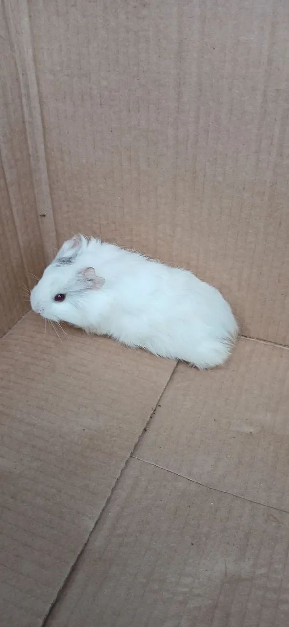 PORQUINHO DA ÍNDIA INGLÊS  - Foto 3