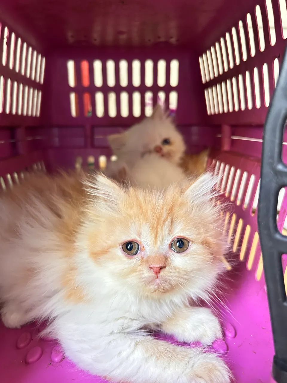 Gato Persa - Foto 4