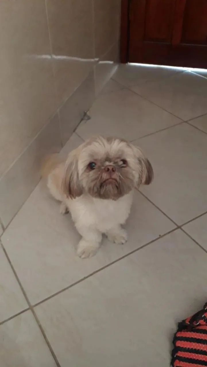 Doando Shih tzu macho  - Foto 2