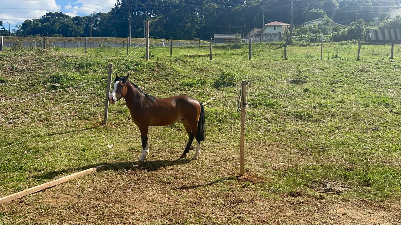 CAVALO CRIOULO - Foto 2