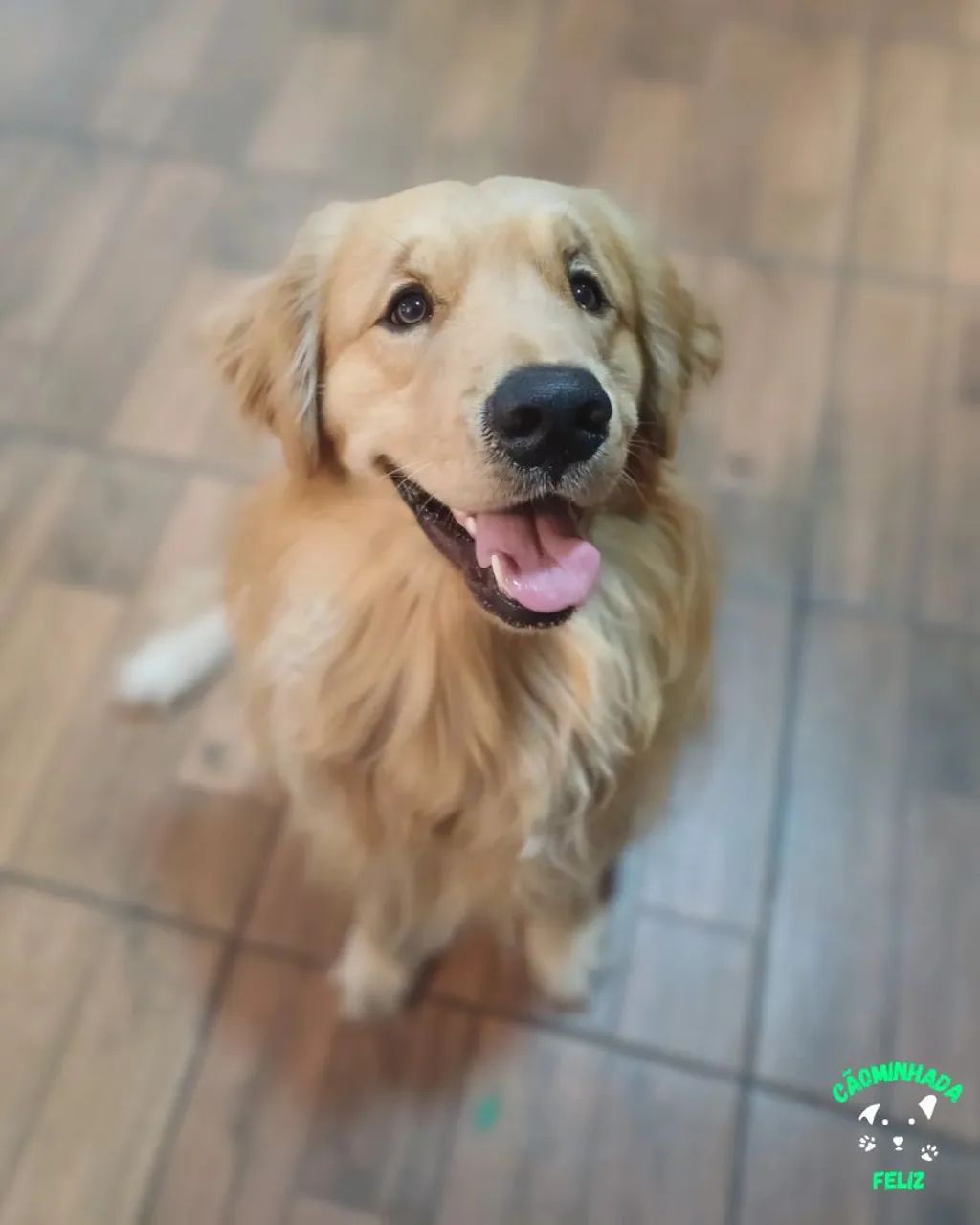 Pet Sitter | Passeador de Cães | Hospedagem de pets - Foto 3