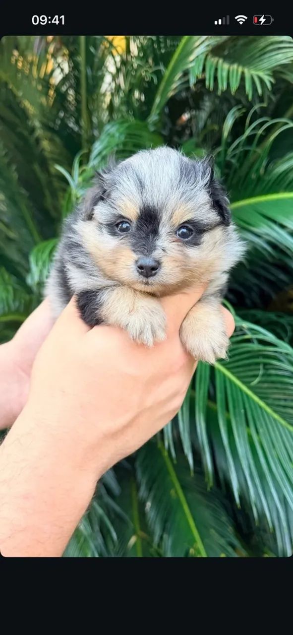Spitz alemão  - Foto 4