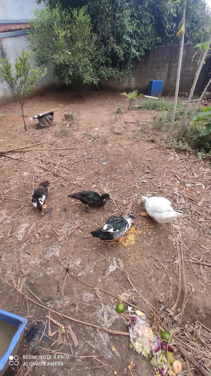 Pato - Foto 2