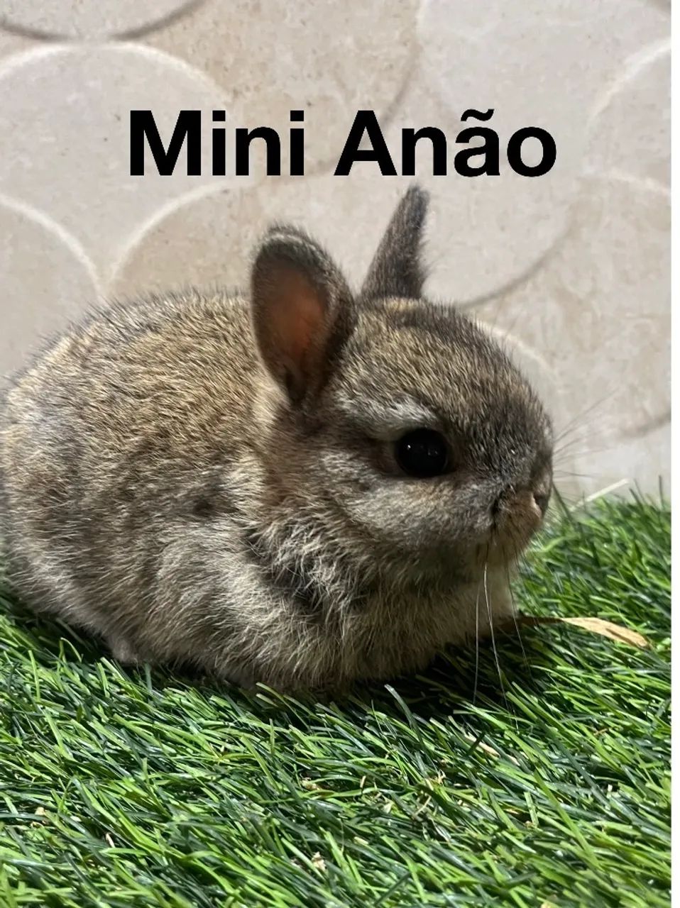 Mini coelhos 