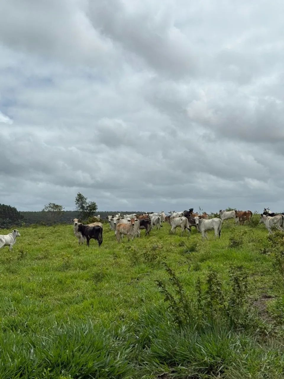 Sítio para Venda em Flexeiras, Zona Rural