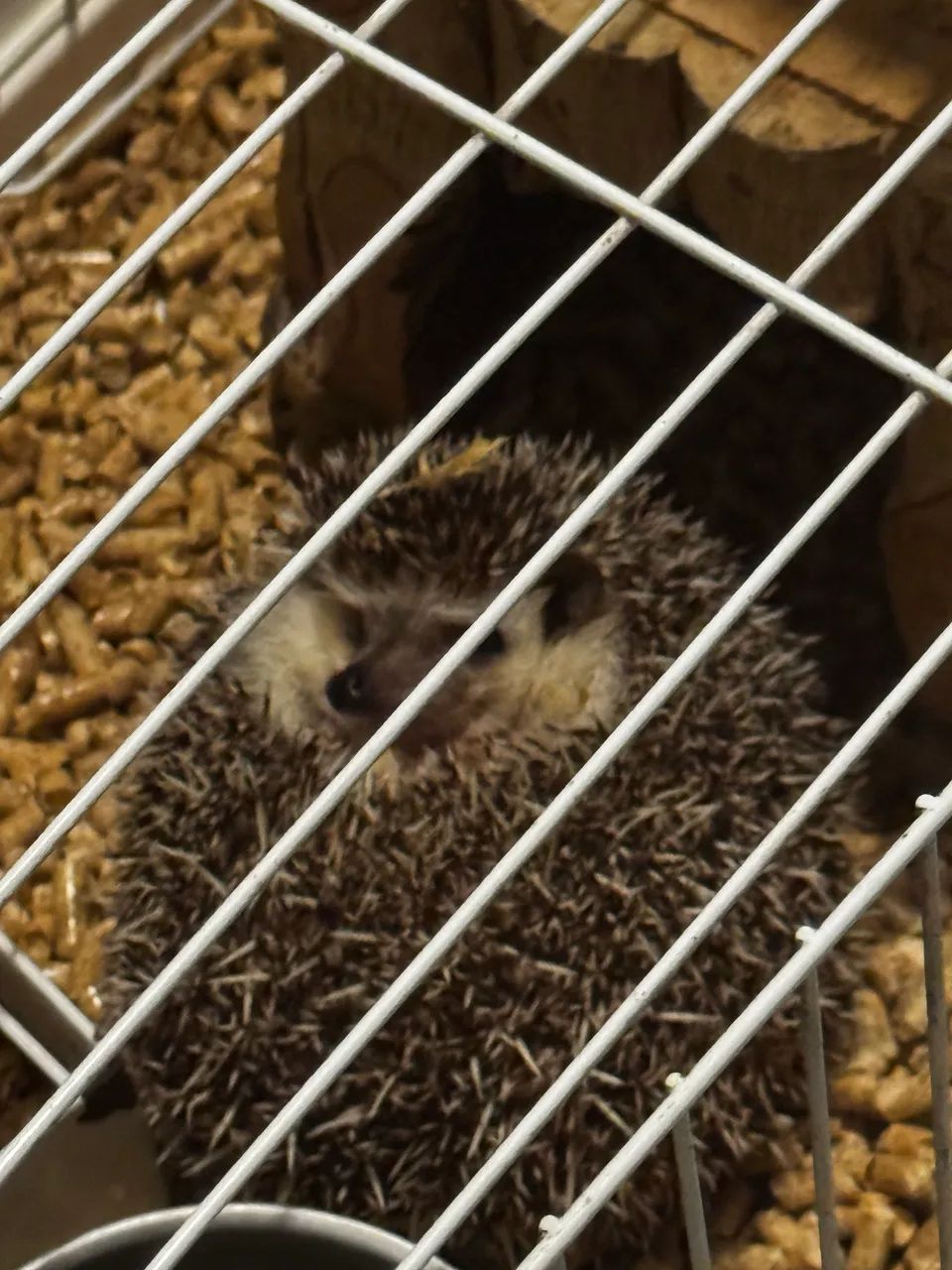 Ouriço Headgehog (sonic) - Foto 2