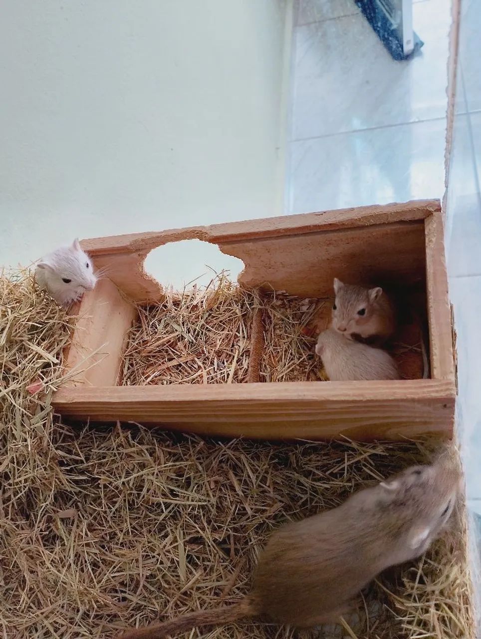 Esquilos da Mongólia, gerbil, gerbios - Foto 6