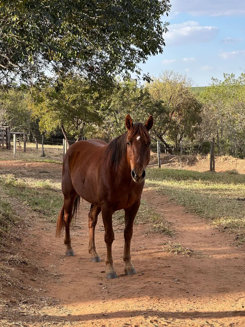 Cavalo Quarto de Milha  - Foto 2