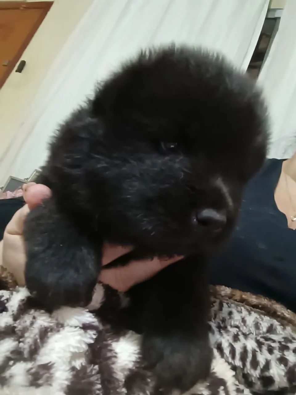Filhote Fêmea de Chow-Chow  - Foto 4