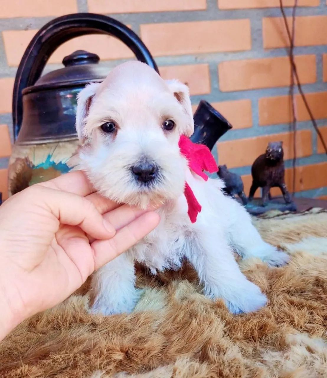 Schnauzer brancos macho  - Foto 2