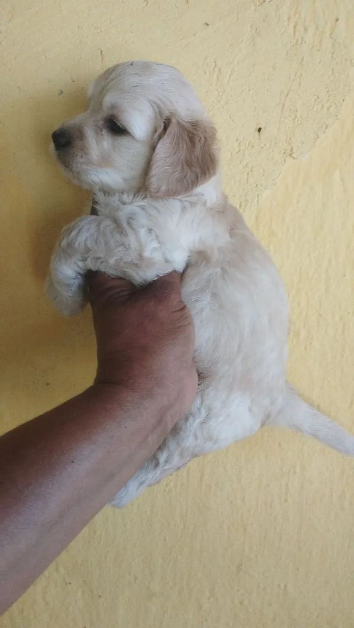 Vende se cães  - Foto 2