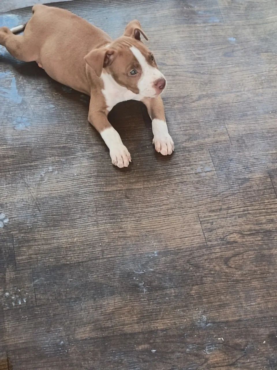 Cachorro  - Foto 4