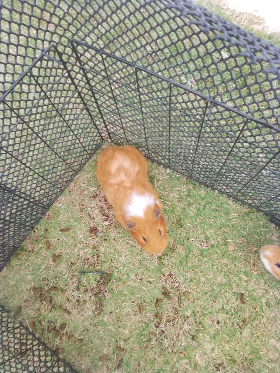 Porquinho da índia  - Foto 2