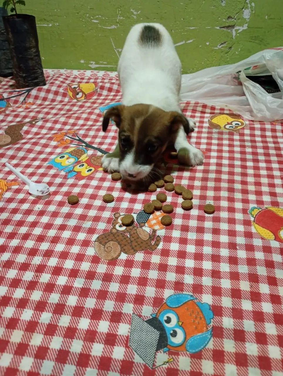 Doação de cachorrinha