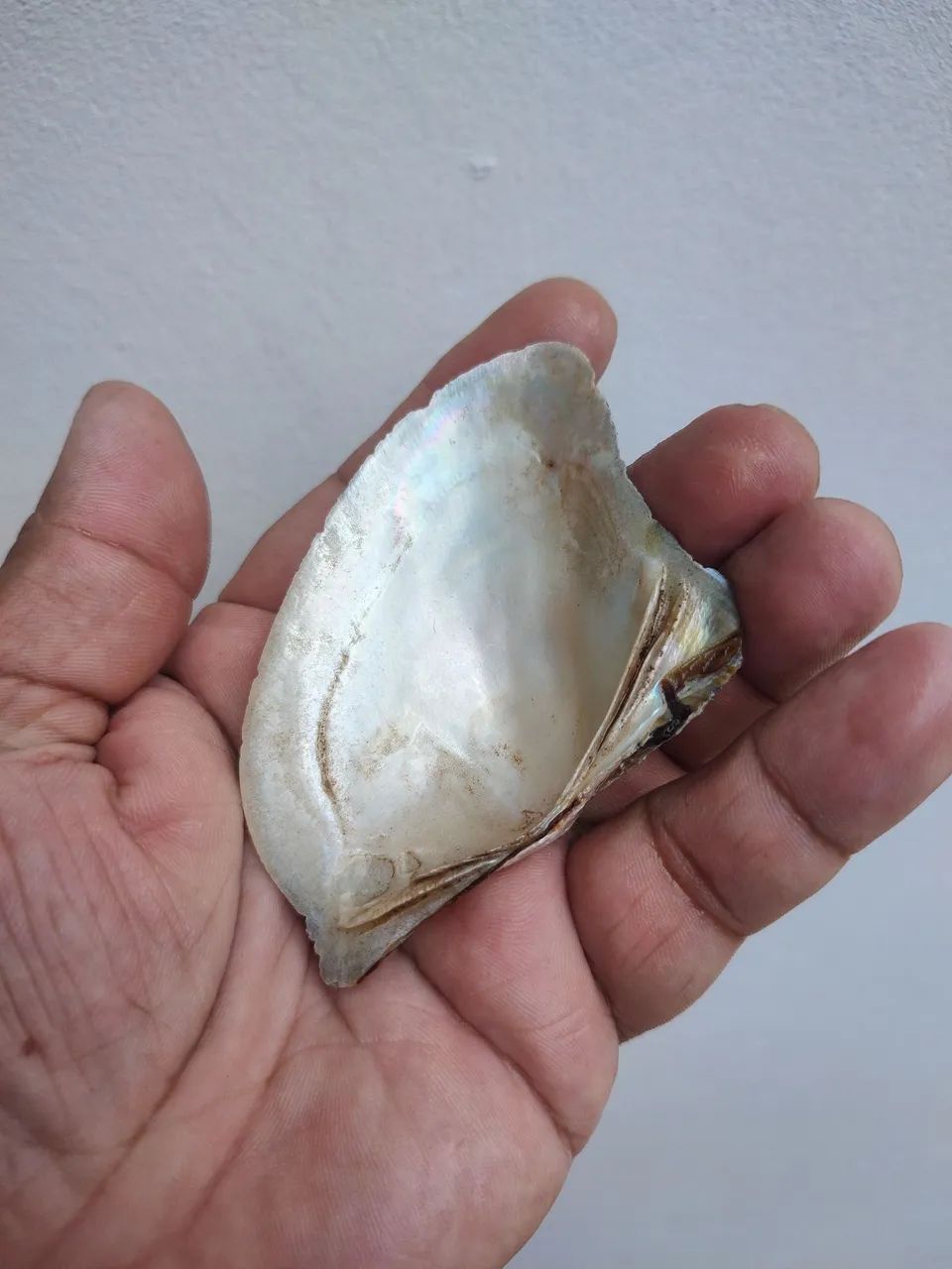 Conchas de Madreperola - Foto 2