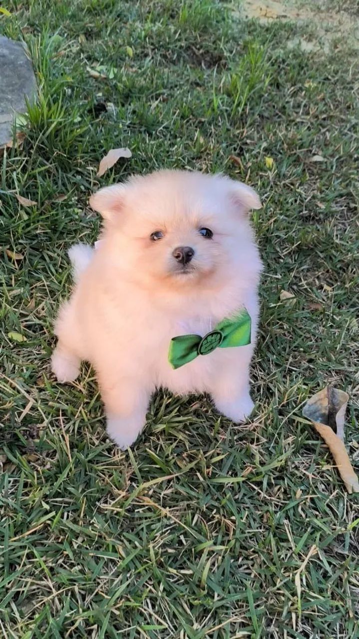 Spitz alemão  - Foto 2
