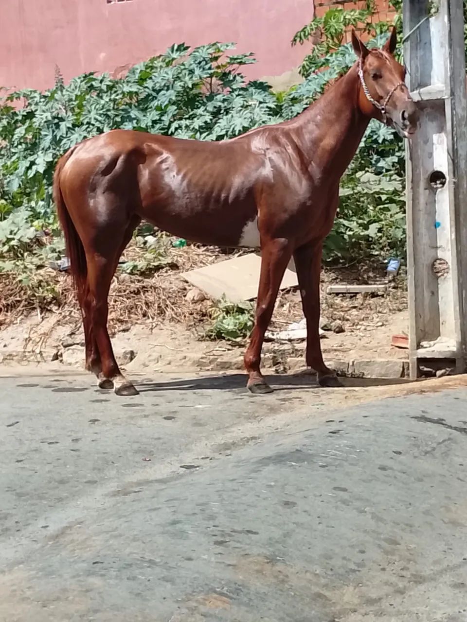 Égua de qualidade  - Foto 3